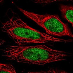 NUP188 Antibody, Novus Biologicals:Antibodies:Primary Antibodies